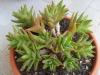 Aloe brevifolia var. brevifolia syn. Aloe prolifera.JPG